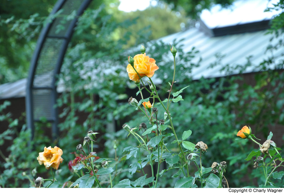 DSC_0675_C.jpg